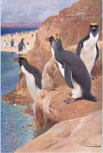 Rots Pinguïn, illustratie uit Wildlife of the World, ca. 1910