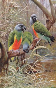 Senegal Papegaai, illustratie uit Wildlife of the World, ca. 1910 door Wilhelm Kuhnert