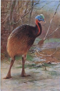 Enkel Wrattenkasuaris, illustratie uit Wildlife of the World, ca. 1910