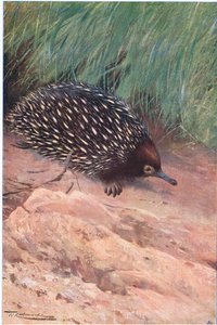 Mierenegel, illustratie uit Wildlife of the World, ca. 1910 door Wilhelm Kuhnert
