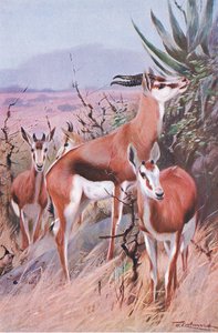 Springbok, illustratie uit Wildlife of the World, ca. 1910 door Wilhelm Kuhnert