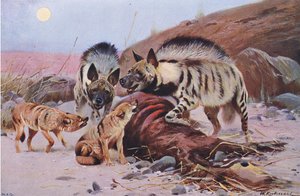 Gestreepte hyena en jakhals, uit Wildlife of the World gepubliceerd door Frederick Warne & Co, ca. 1900 door Wilhelm Kuhnert