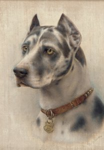 Het Hoofd van een Dobermann