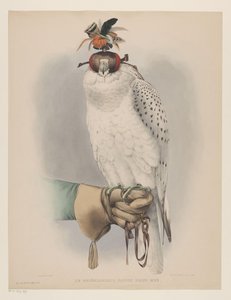 Witte Groenlandse valk door Willem Bastiaan van Wouw (possibly)