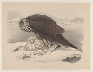 Giervalk met sneeuwhoen