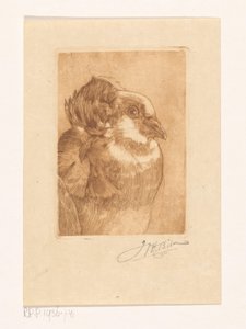 Studie van een duif door Willem Hendrik Bik (signed by artist)