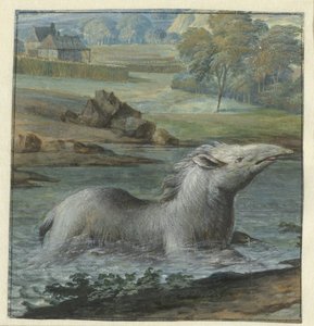 Tapir in het water