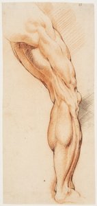 Anatomische Studie (écorché). Een man