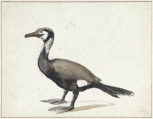 Aalscholver door Willem Roelofs (I)