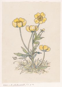 Boterbloemen