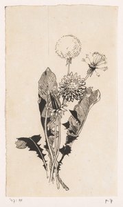 Paardenbloem