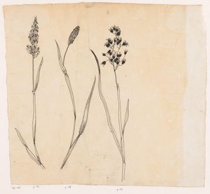 Reukgras, timoteegras en honinggras door Willem Wenckebach