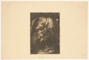 Hond Phoebus door Willem Arnoldus Witsen