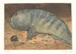 Zijaanzicht van een vis door Willem Arnoldus Witsen