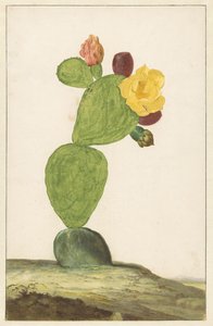 Bloeiende cactusvijg door Willem de Heer