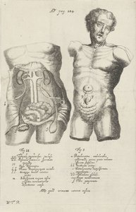 Anatomische studie van twee rompen door Willem ten Rhijne