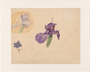 Studies van een iris en ridderspoor door Willem van Konijnenburg