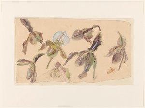 Zeven studies van orchideeën