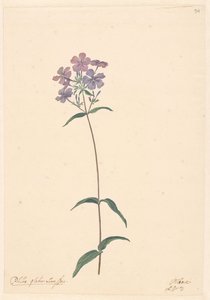 Tak van een flox door Willem van Leen (attributed to)
