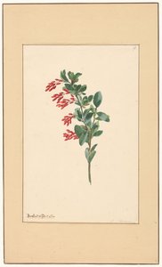 Tak van een zuurbes door Willem van Leen (attributed to)