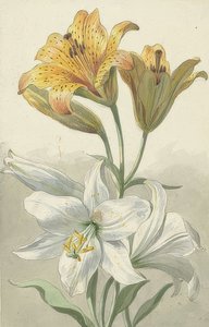 Gele en witte lelies door Willem van Leen