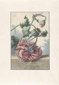 Klaprozen door Willem van Leen