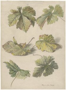 Studies van wingerdbladen door Willem van Leen