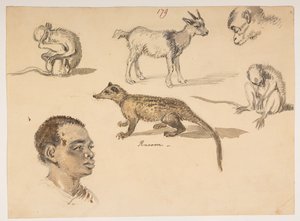 f.65 179 Hoofd van een man, wasbeer, geit en apen, uit een album van 372 tekeningen van landschappen, kustlijnen, kostuums en het dagelijks leven gemaakt tijdens Lord Macartney
