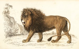 Afrikaanse leeuw, Panthera leo. Kwetsbaar