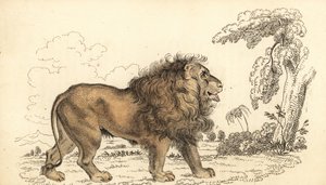 Aziatische leeuw, bedreigd, Panthera leo leo