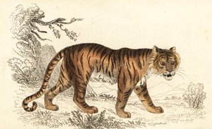 Bengaalse tijger, Panthera tigris tigris, 1834 door William Alexander Forbes