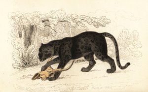 Zwarte jaguar, Panthera pardus, 1834 door William Alexander Forbes