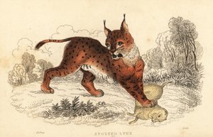 Euraziatische lynx, Lynx lynx, 1834
