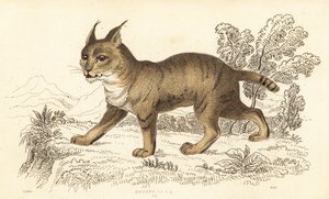 Junglekat, Felis chaus, 1834 door William Alexander Forbes