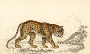 Luipaard, Panthera pardus, kwetsbaar.,1834