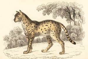 Serval, Leptailurus serval door William Alexander Forbes