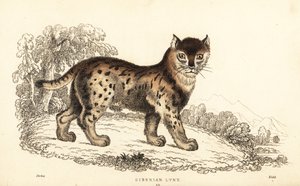 Siberische lynx, Lynx lynx wrangeli (Felis lynx) door William Alexander Forbes
