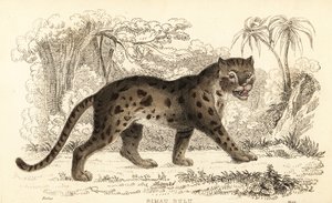 Sunda luipaardkat, Prionailurus bengalensis subsp. sumatranus (gravure) door William Alexander Forbes