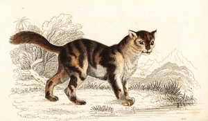 Wilde schildpadkat uit Zuid-Amerika, Felis catus door William Alexander Forbes