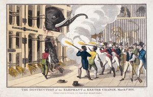 De vernietiging van de olifant vernietigd in Exeter 