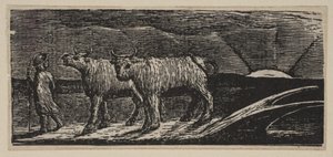 Ongejode Ossen, Langzaam Naar Huis, uit Thorntons Pastorals of Virgil door William Blake