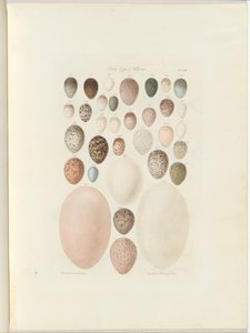 Vogeleieren van Victoria. het onuitgegeven folio Australia Terra Cognita door William Blandowski. 1855-56 door William Blandowski