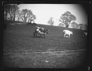 Steengroeveveld, Rumney, Cardiff, 1892