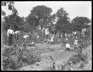 Kinderen die werken in de schooltuin van Isham Park, New York City, 16 augustus 1915