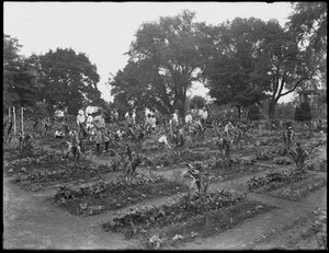Kinderen werken in de schooltuin in Isham Park, New York City, 5 augustus 1914