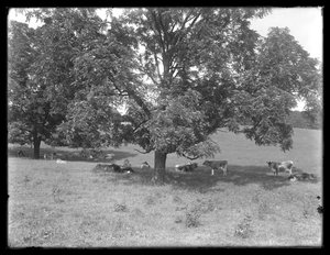 Koeien rusten onder een boom, waarschijnlijk de McCready Boerderij, Crawford County, Pennsylvania, c.1913