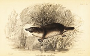 Vogelbekdier, Ornithorhynchus anatinus door William Dickes
