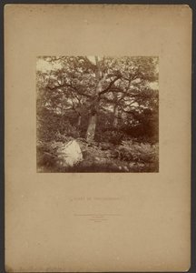 Bos van Fontainebleau
