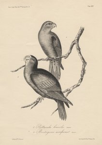 1. Psittacula lineola en 2. Brotogeris aurifrons, litho door J.T. Bowen, 1850