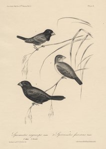 Spermestes Nigriceps (mannetje en vrouwtje) en Spermestes Fuscans, litho door J.T. Bowen, 1850 door William E. Hitchcock